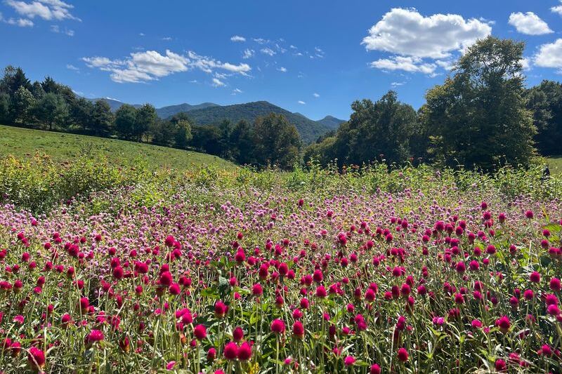 This North Carolina Flower Farm Grows Dahlia Rows So Layered They Look Too Pretty to Cut