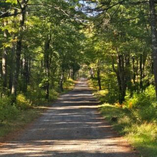 This Massachusetts State Forest Hides Peaceful Trails With a Haunting Reputation That Turns Eerie After Dark