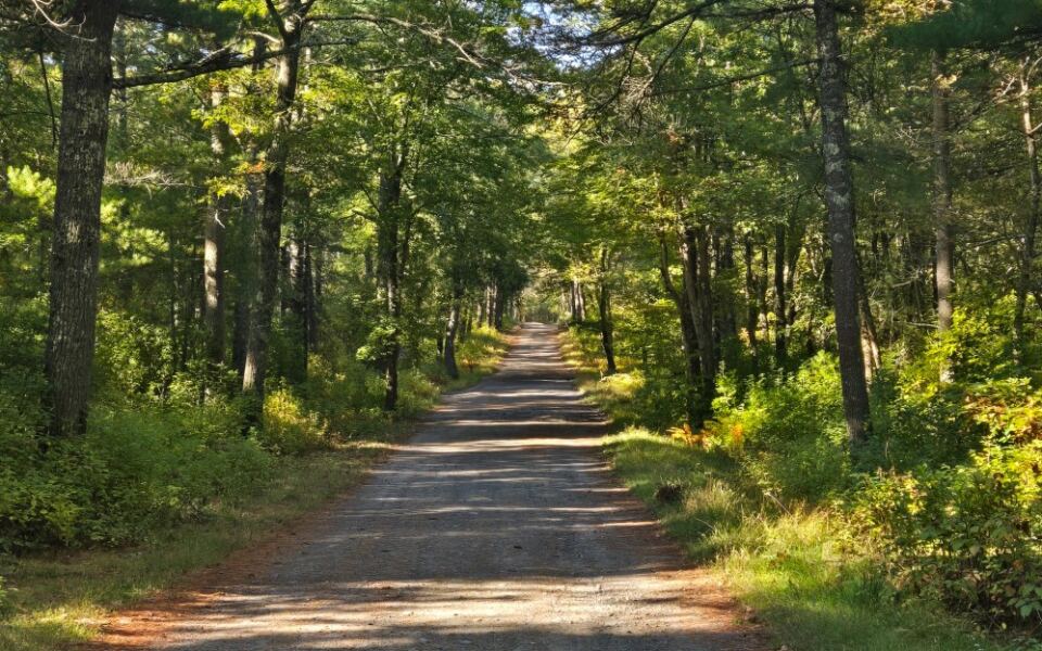 This Massachusetts State Forest Hides Peaceful Trails With a Haunting Reputation That Turns Eerie After Dark