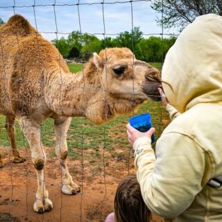 This Oklahoma Farm Near Lawton Lets You Pet Miniature Highland Cows And Feed a Camel