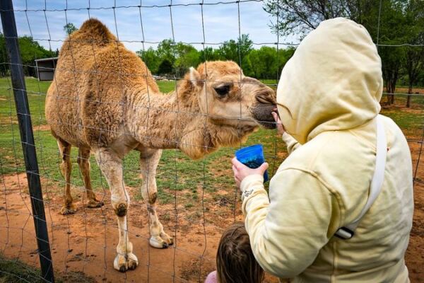 This Oklahoma Farm Near Lawton Lets You Pet Miniature Highland Cows And Feed a Camel