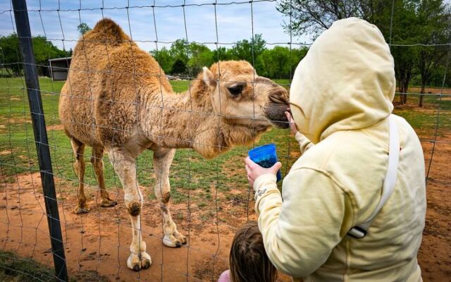 This Oklahoma Farm Near Lawton Lets You Pet Miniature Highland Cows And Feed a Camel