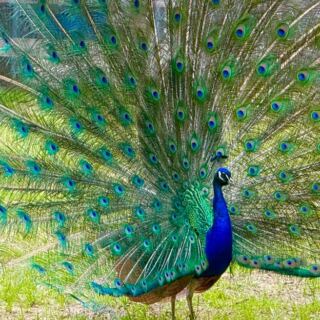 At This New Jersey Rescue Sanctuary, Roaming Peacocks Share the Paths With Tigers and Bears