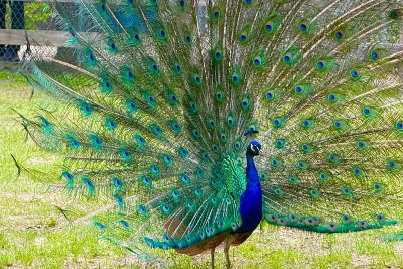 At This New Jersey Rescue Sanctuary, Roaming Peacocks Share the Paths With Tigers and Bears