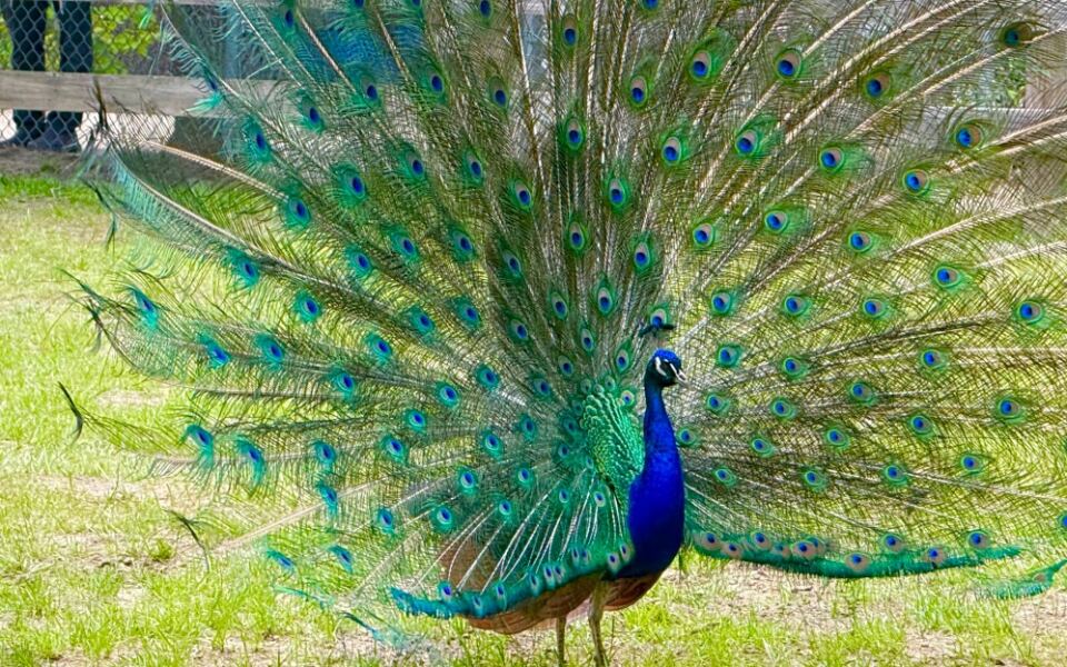 At This New Jersey Rescue Sanctuary, Roaming Peacocks Share the Paths With Tigers and Bears