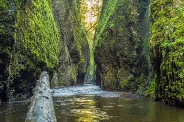 This Hidden Oregon Slot Canyon Hides a Secret Waterfall Behind Moss-Draped Walls