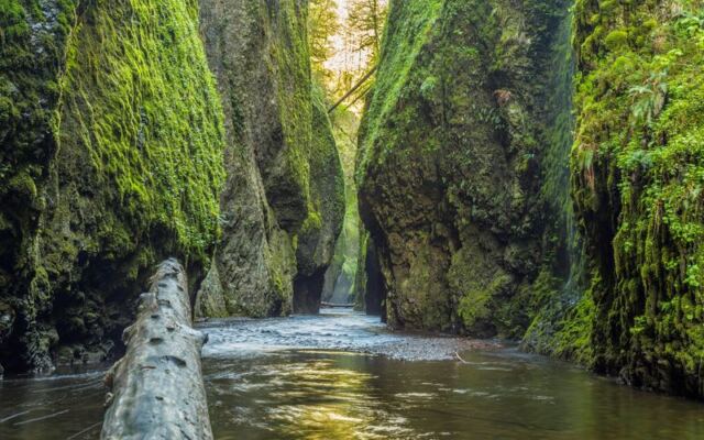 This Hidden Oregon Slot Canyon Hides a Secret Waterfall Behind Moss-Draped Walls