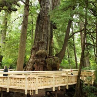 This Oregon Boardwalk Walks You Right Up to a Tree That’s Been Growing for 1,000 Years