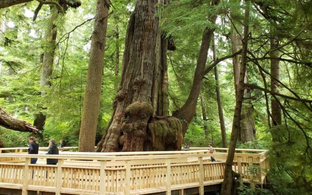 This Oregon Boardwalk Walks You Right Up to a Tree That’s Been Growing for 1,000 Years