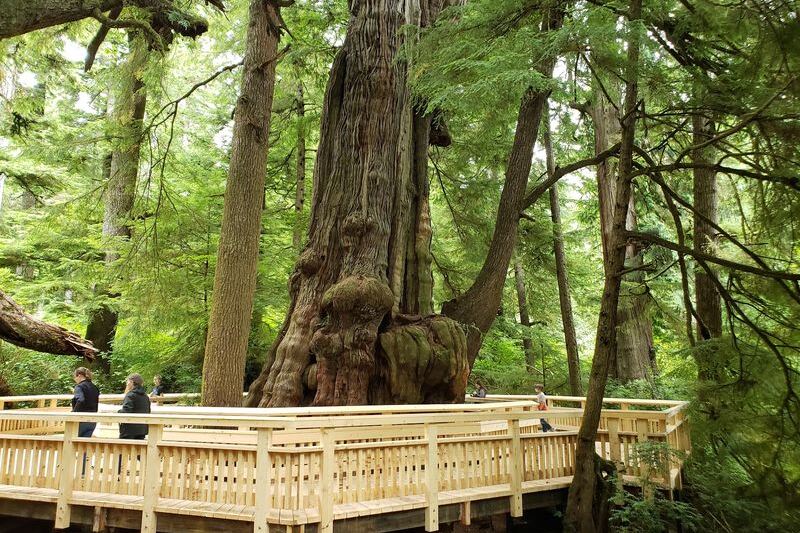 This Oregon Boardwalk Walks You Right Up to a Tree That’s Been Growing for 1,000 Years