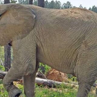 Few People Know Tennessee Hides a Sanctuary Where Rescued Elephants Roam Free Across Rolling Hills