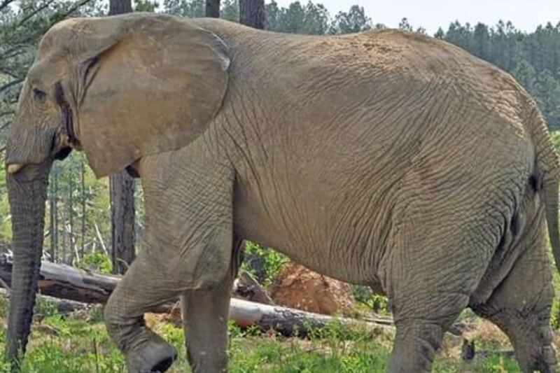 Few People Know Tennessee Hides a Sanctuary Where Rescued Elephants Roam Free Across Rolling Hills