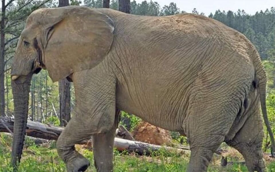 Few People Know Tennessee Hides a Sanctuary Where Rescued Elephants Roam Free Across Rolling Hills