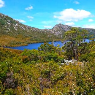 13 Regions Where Wombats Still Thrive