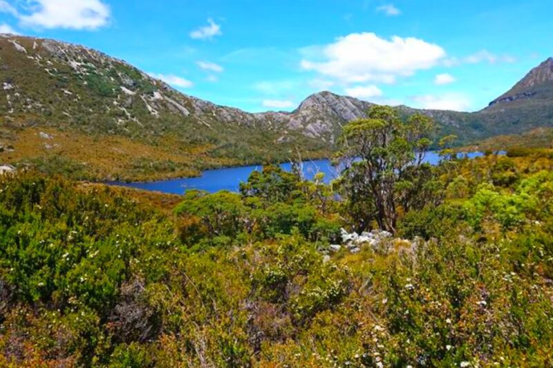 13 Regions Where Wombats Still Thrive
