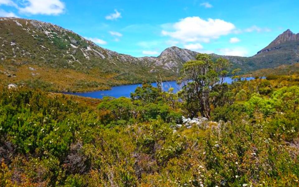 13 Regions Where Wombats Still Thrive