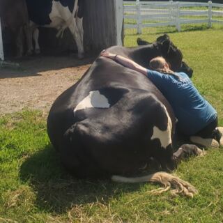 Most Tennesseans Don’t Know About This Sanctuary Where Visitors Hug Rescued Cows and Hear Their Stories