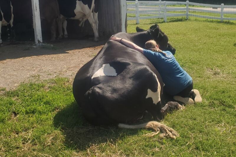 Most Tennesseans Don’t Know About This Sanctuary Where Visitors Hug Rescued Cows and Hear Their Stories
