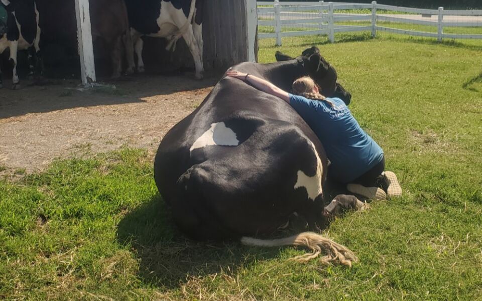 Most Tennesseans Don’t Know About This Sanctuary Where Visitors Hug Rescued Cows and Hear Their Stories