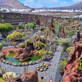 15 Surreal Cactus Gardens That Look Almost Otherworldly