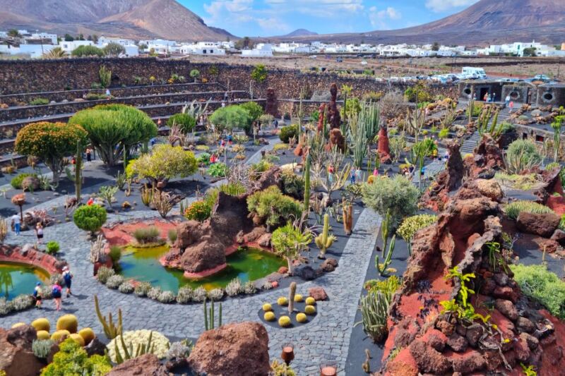 15 Surreal Cactus Gardens That Look Almost Otherworldly