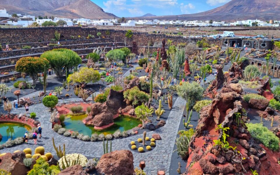 15 Surreal Cactus Gardens That Look Almost Otherworldly