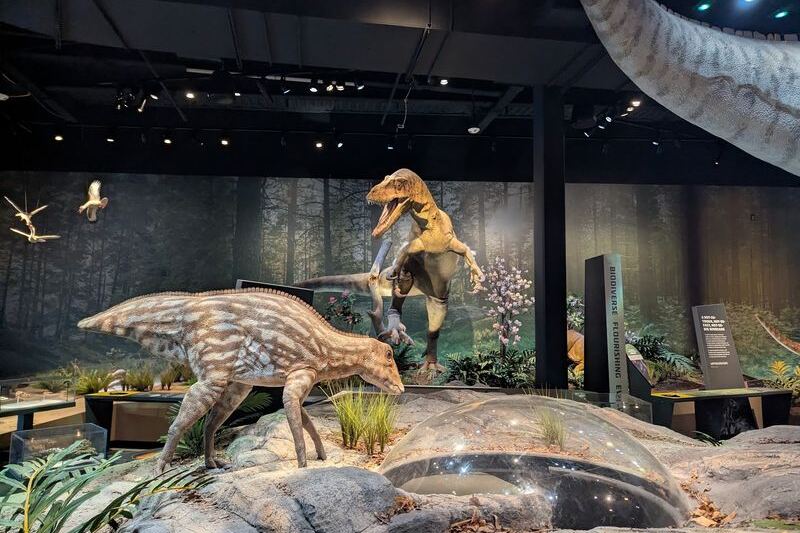 At This New Jersey Museum, Visitors Dig in a Fossil Quarry for Shark Teeth