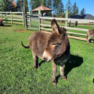 Tiny Mediterranean Donkeys Will Beg for Your Snacks at This 4-Acre Oregon Farm