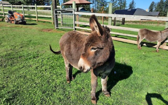 Tiny Mediterranean Donkeys Will Beg for Your Snacks at This 4-Acre Oregon Farm
