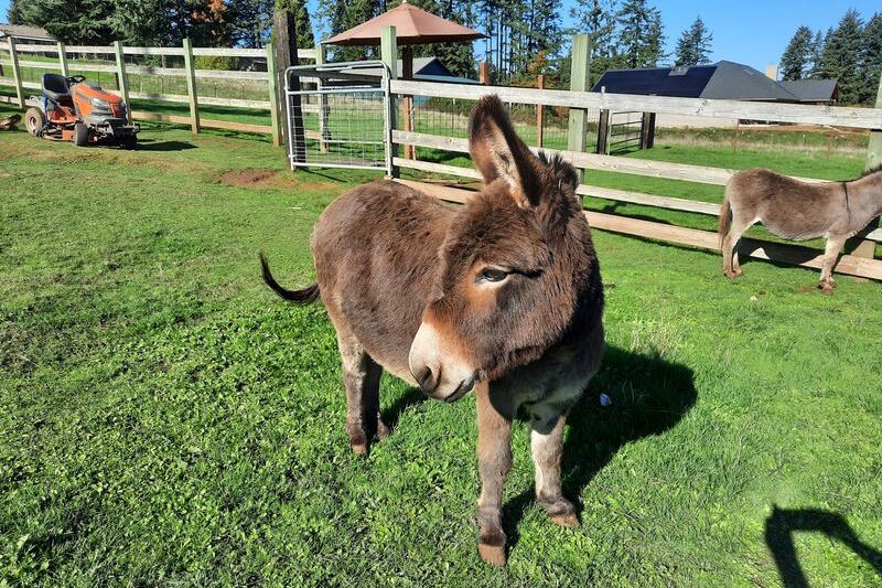 Tiny Mediterranean Donkeys Will Beg for Your Snacks at This 4-Acre Oregon Farm