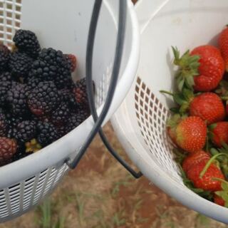 At This Oklahoma Farm Near Mustang You Can Pick Your Own Strawberries And Blackberries Then Cut A Bucket Of Tulips