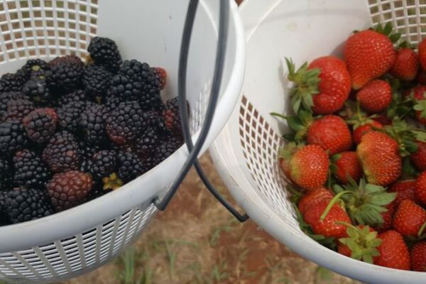 At This Oklahoma Farm Near Mustang You Can Pick Your Own Strawberries And Blackberries Then Cut A Bucket Of Tulips
