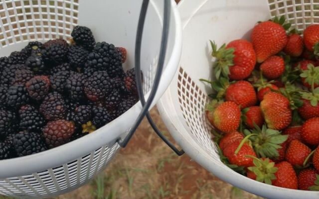 At This Oklahoma Farm Near Mustang You Can Pick Your Own Strawberries And Blackberries Then Cut A Bucket Of Tulips