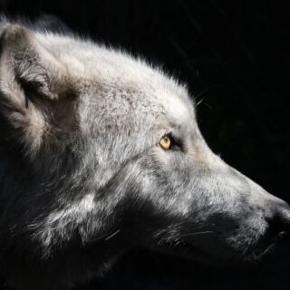 This Florida Sanctuary Near Tampa Lets You Hear Rescued Wolves Howl Up Close