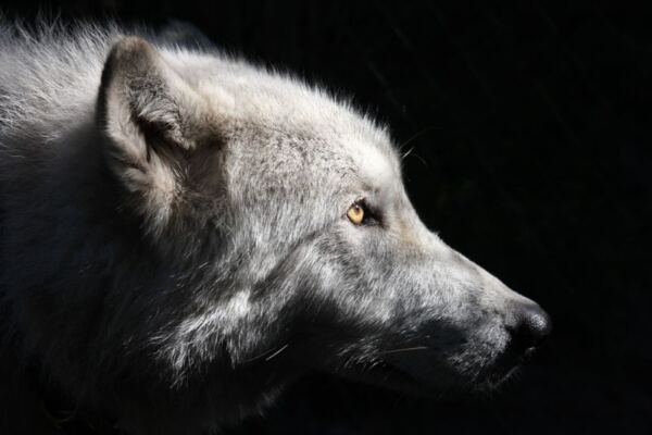 This Florida Sanctuary Near Tampa Lets You Hear Rescued Wolves Howl Up Close