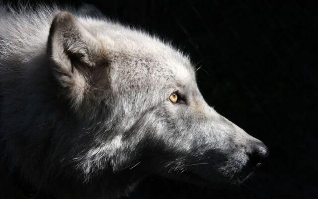 This Florida Sanctuary Near Tampa Lets You Hear Rescued Wolves Howl Up Close