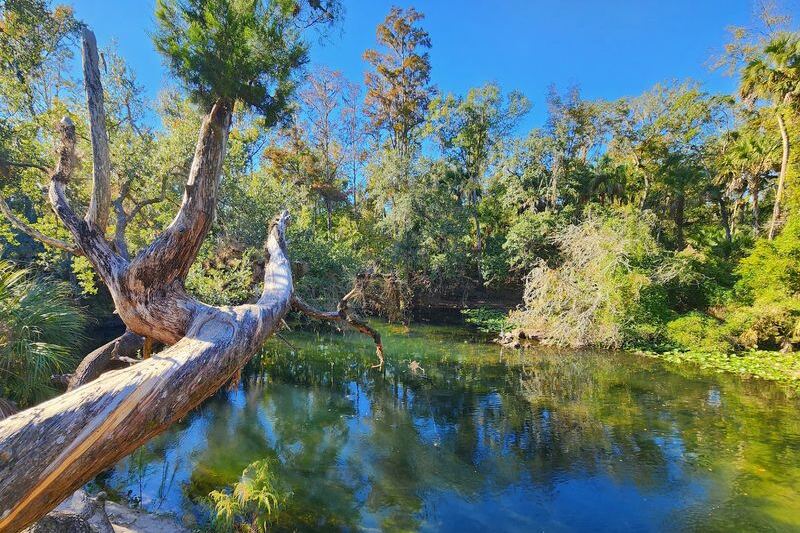 Most People Have No Idea This Wild Green Oasis Is Hiding Just Minutes From Florida’s Busy Malls