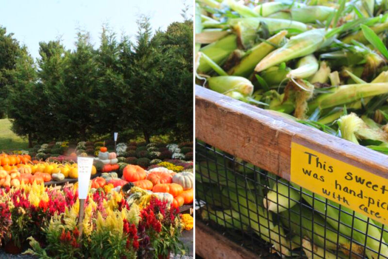 This Amish-Run Pennsylvania Market Has Sweet Corn, Flower Bouquets, Jams, and Fall Pumpkins
