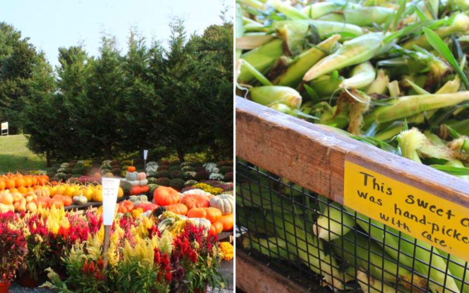 This Amish-Run Pennsylvania Market Has Sweet Corn, Flower Bouquets, Jams, and Fall Pumpkins