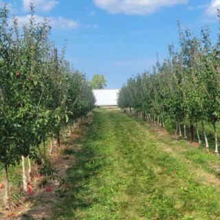 Grab A Basket At This Sandusky Ohio Orchard And Pick Apples Straight Off The Branch This Fall