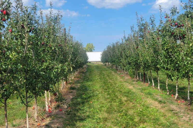 Grab A Basket At This Sandusky Ohio Orchard And Pick Apples Straight Off The Branch This Fall
