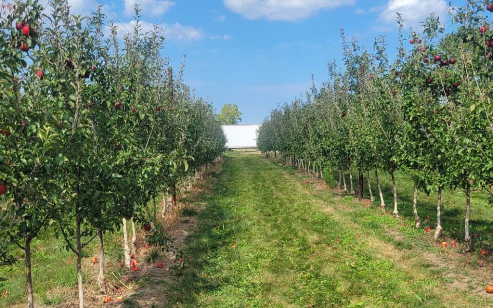Grab A Basket At This Sandusky Ohio Orchard And Pick Apples Straight Off The Branch This Fall