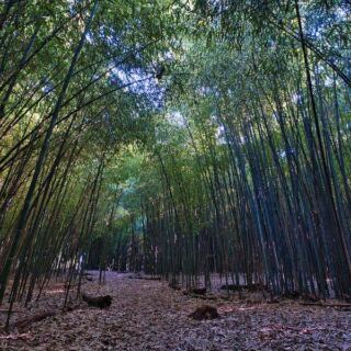 Rutgers Gardens in New Brunswick Hides a Bamboo Forest You Can Visit for Free
