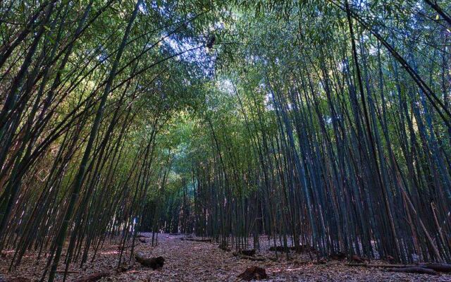 Rutgers Gardens in New Brunswick Hides a Bamboo Forest You Can Visit for Free