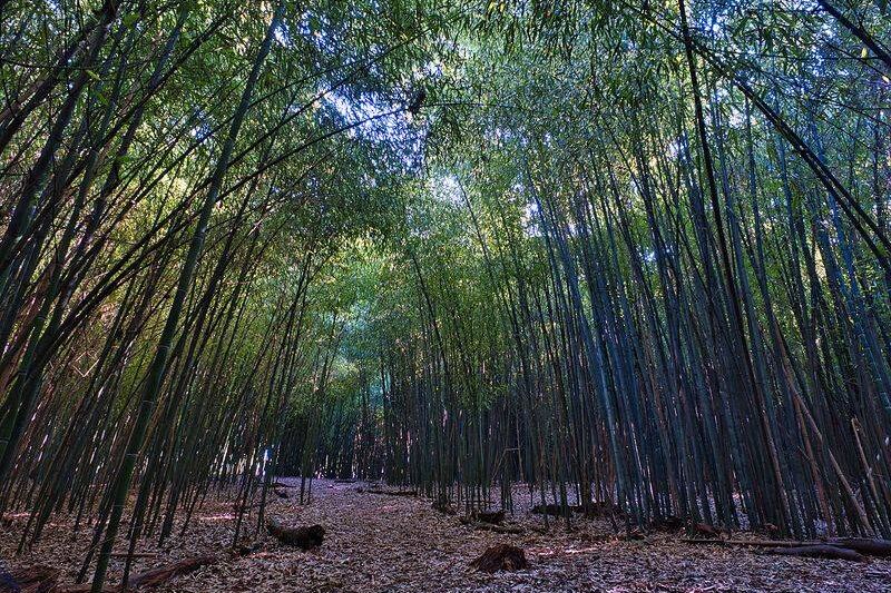 Rutgers Gardens in New Brunswick Hides a Bamboo Forest You Can Visit for Free