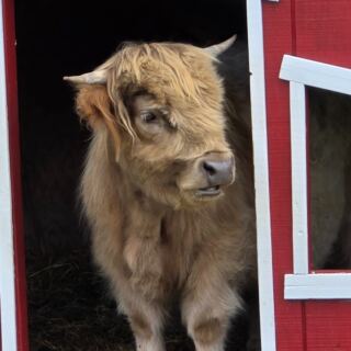 8 New Jersey Farms Where Fluffy Highland Cows Make For A Hands-On Visit