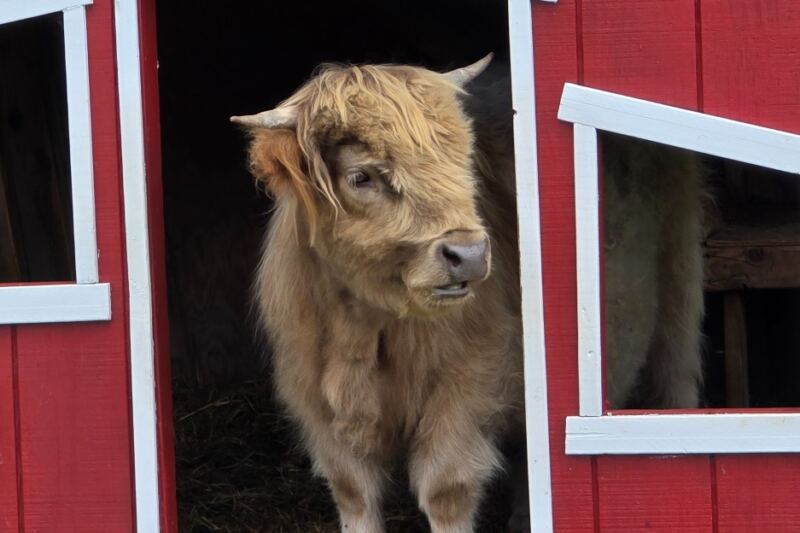 8 New Jersey Farms Where Fluffy Highland Cows Make For A Hands-On Visit