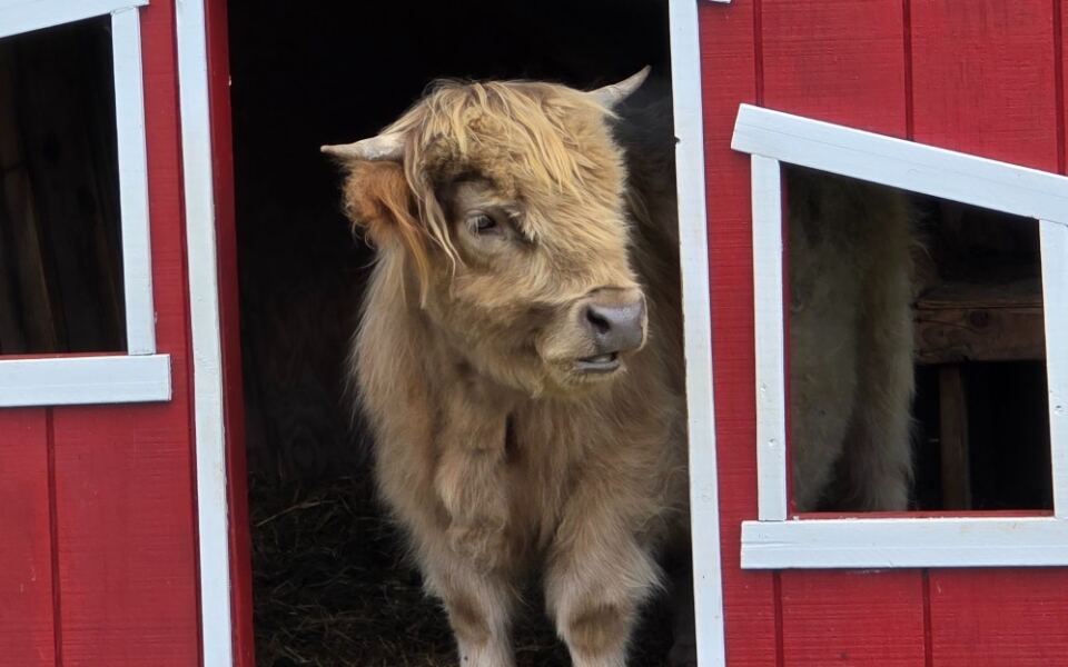 8 New Jersey Farms Where Fluffy Highland Cows Make For A Hands-On Visit