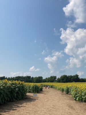 This Illinois Farm Lets You Wander Free Through Towering Sunflower Fields All Summer
