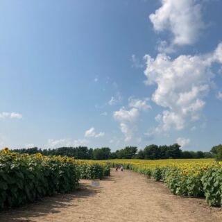 This Illinois Farm Lets You Wander Free Through Towering Sunflower Fields All Summer